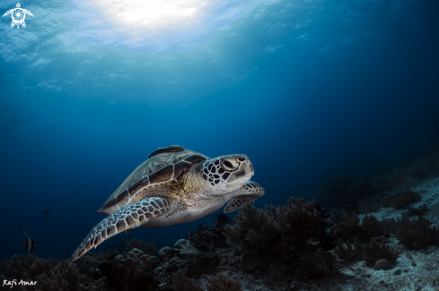 A Sea turtle