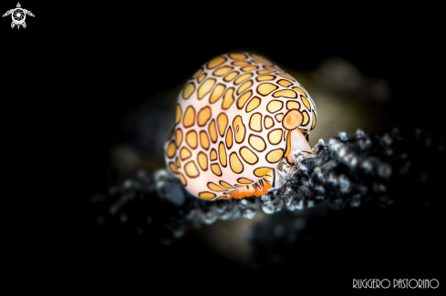 A Flamingo tongue