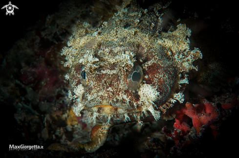 A Toadfish - Halophryne diemensis
