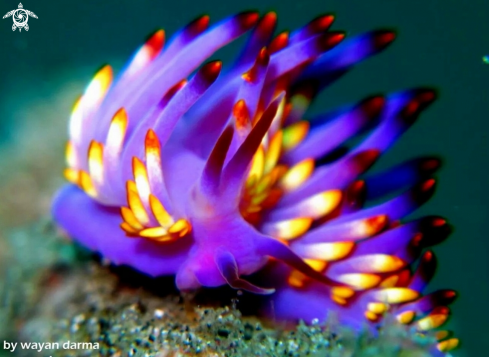 A nudibranch 