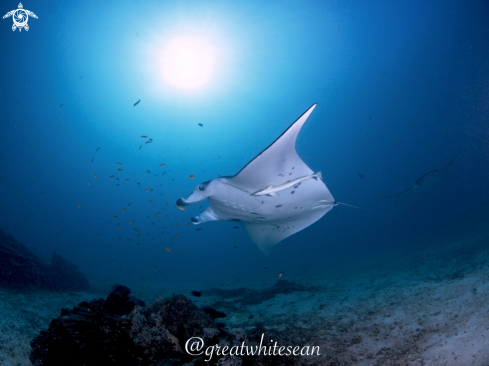 A Manta Ray