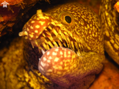 A Mosaic Moray Eel.