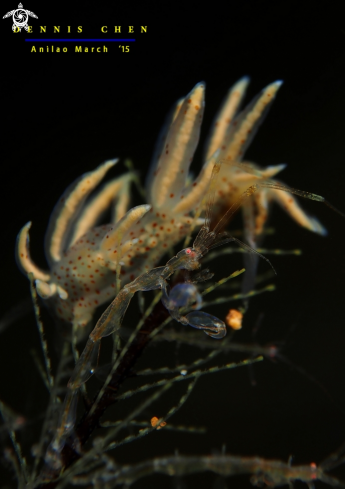 A Nudi & Skeleton Shrimp
