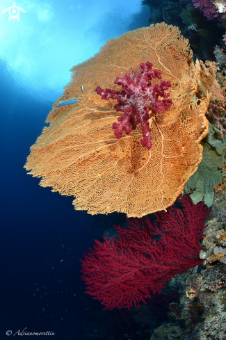 A soft coral