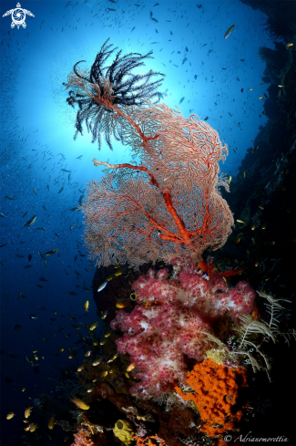 A sponges, seafans, soft corals and crinoid