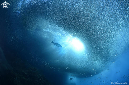 A school of anchovies