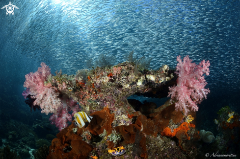 A soft corals and anchovies