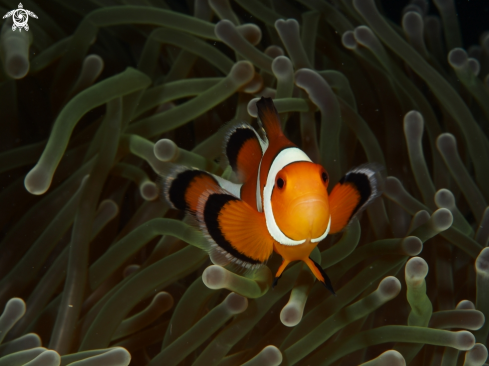 A Nemo