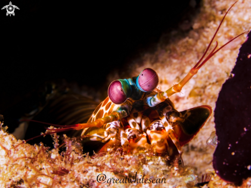 A Peacock Mantis Shrimp