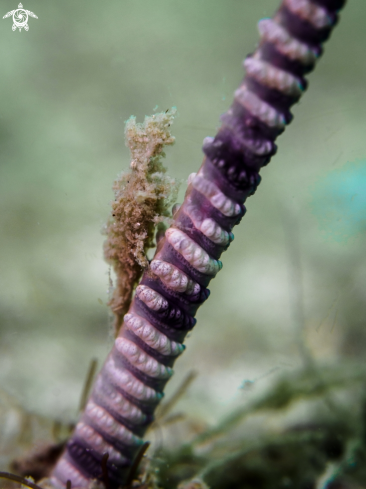 A Sea Pen Shrimp