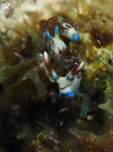 A Nudibranch