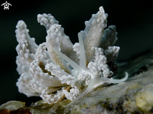 A Phyllodesmium tuberculatum Moore & Gosliner, 2009 | Nudibranch