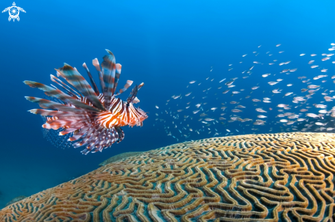 A Lion fish and small fish