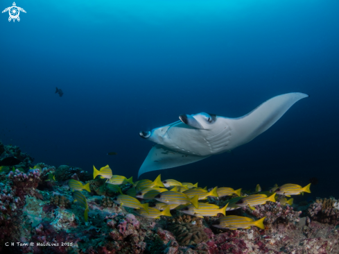 A Manta Ray