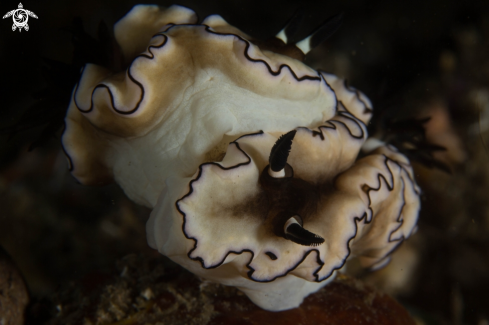 A nudibranch