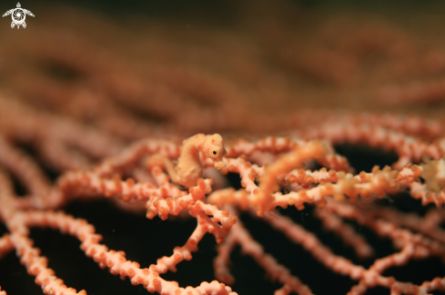 A Pigmy Sea Horse Denise