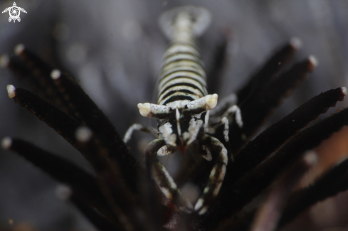 A crinoid shrimp