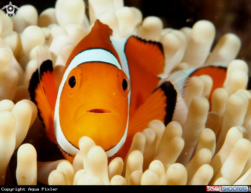 A False Percula Clownfish