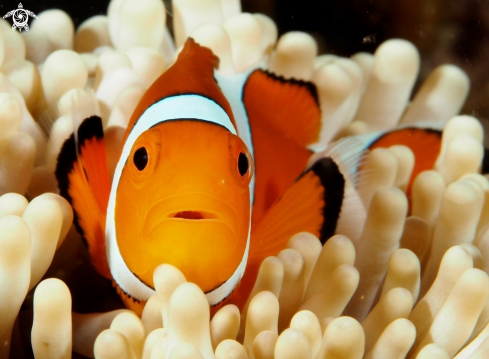 A False Percula Clownfish