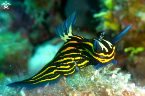 A Roboastra Lineonata  | Nudibranch