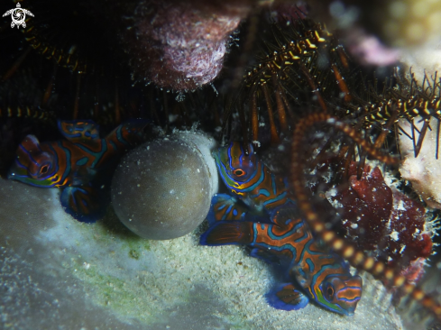 A Mandarin Fish