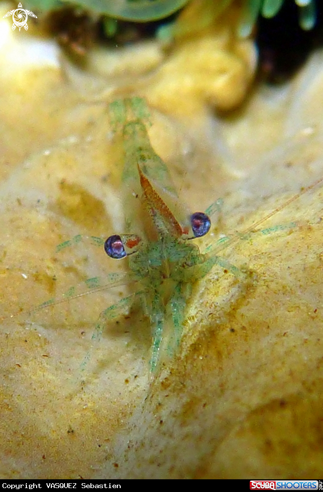 A Shrimp