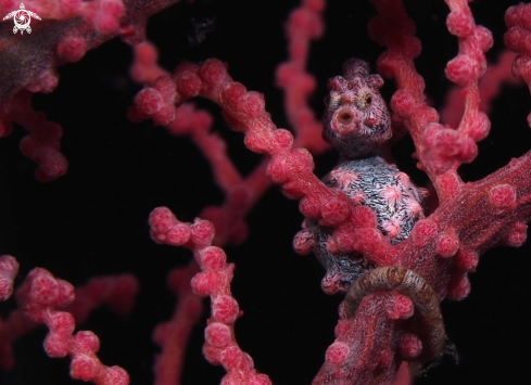 A Pigmy Seahorse