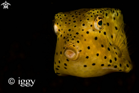 A boxerfish