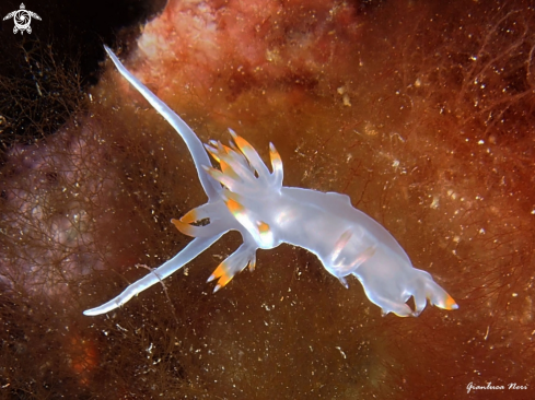 A Flabellina babai