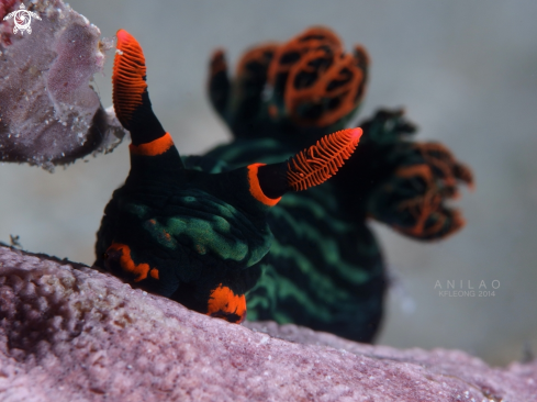 A Nembrotha Kurbayana | Neon Slug