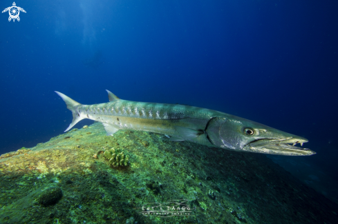 A Giant Barracuda