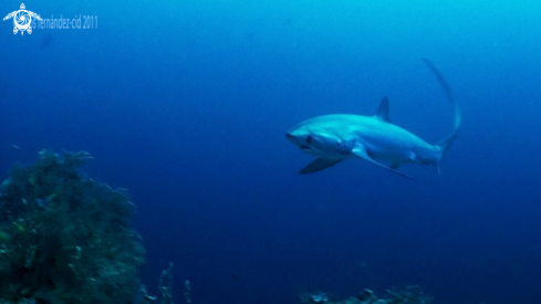 A Alopias pelagicus | Thresher Shark