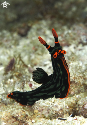 A Nudibranch