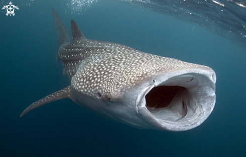 A Whale shark | 