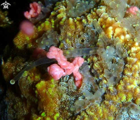 A Coral eggs