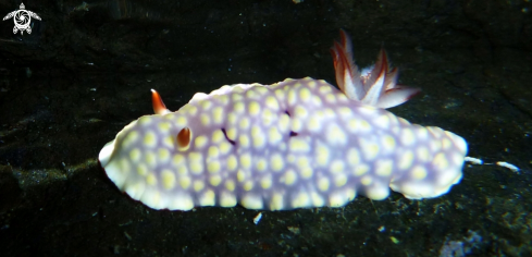 A Chromodoris conchyliata 