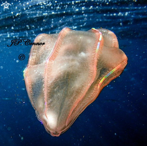 A Beroe forskalii | Ctenophore