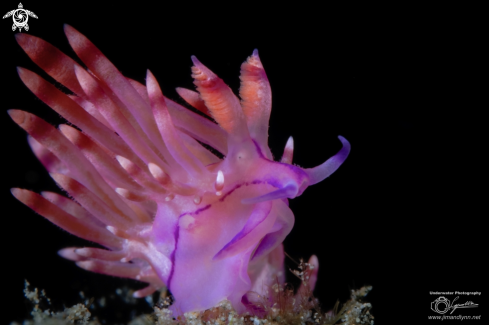 A Redline Flabellina