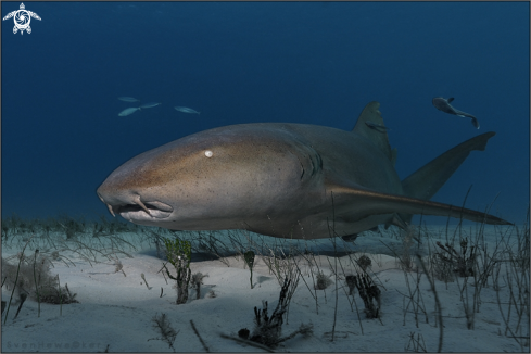 A nurseshark