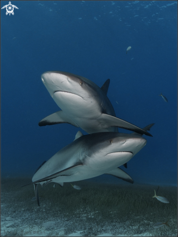 A caribbean reef shark