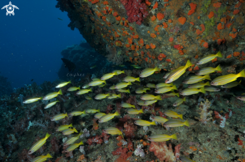 A Striped Yellow Fusilier