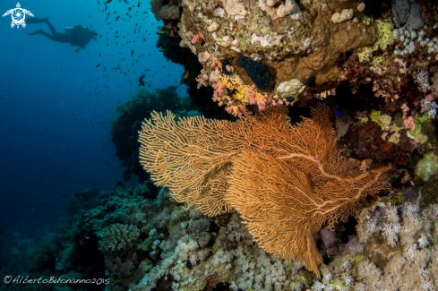 A Chromodoris Quadricolor | Jackfish Alley