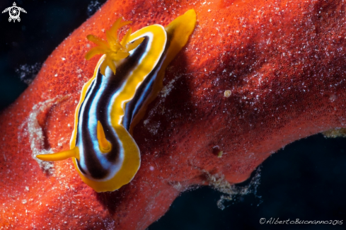 A Chromodoris Quadricolor | Jackfish Alley