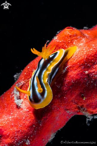 A Chromodoris Quadricolor | Jackfish Alley