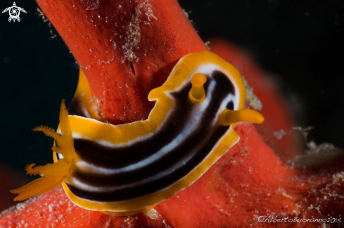 A Chromodoris Quadricolor | Jackfish Alley