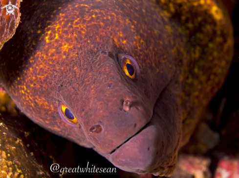 A Gymnothorax flavimarginatus | Yellow-edged Moray Eel 