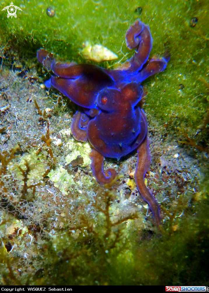A Neon octopus