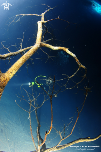 A Cenote