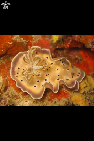 A  Goniobranchus Kuniei  | Nudibranch