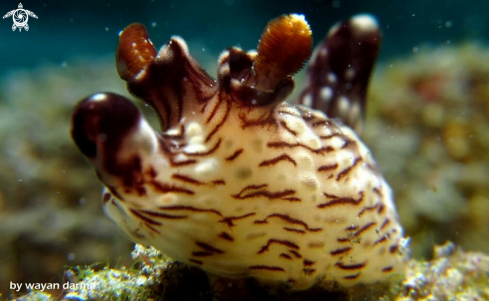 A Mickey mouse nudi 